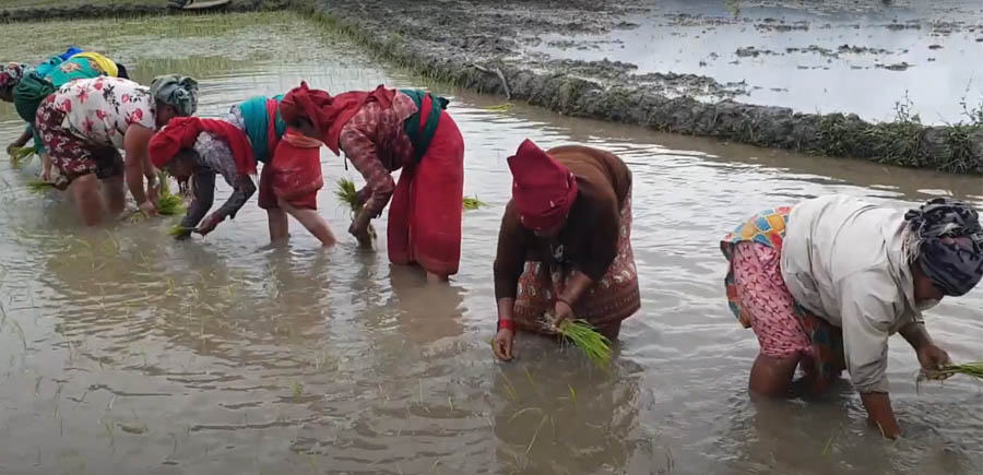 कास्कीमा ७७ प्रतिशत रोपाईं सम्पन्न