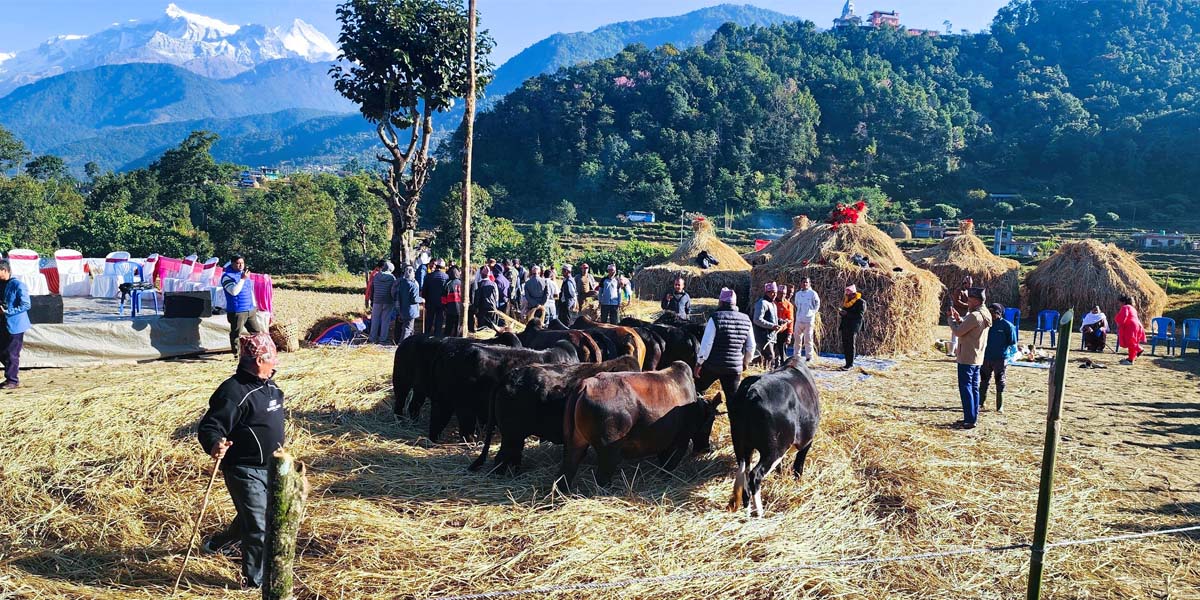 पोखरामा दाइँ महोत्सव सम्पन्न