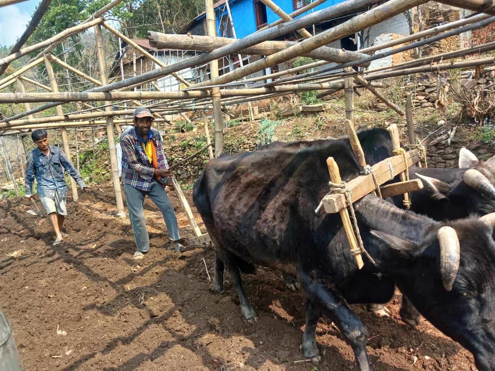 लामो समयको बर्षापछि किसान खेतीमा रमाउदै